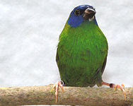 Blue-faced hen - split for yellow